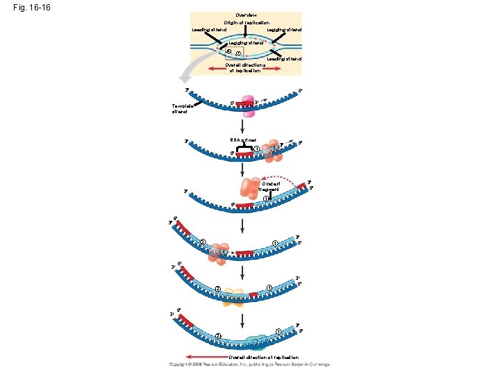 Fig. 16 -16 Overview Origin of replication Lagging strand Leading strand Lagging strand 2