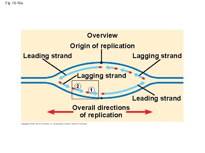 Fig. 16 -16 a Overview Origin of replication Leading strand Lagging strand 2 1