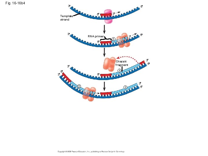 Fig. 16 -16 b 4 3 5 5 Template strand 3 RNA primer 5