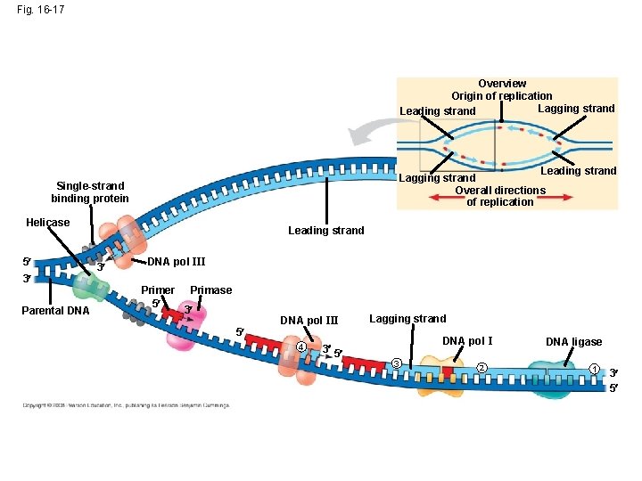 Fig. 16 -17 Overview Origin of replication Lagging strand Leading strand Lagging strand Overall