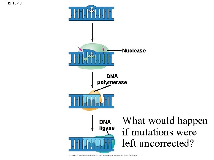 Fig. 16 -18 Nuclease DNA polymerase DNA ligase What would happen if mutations were