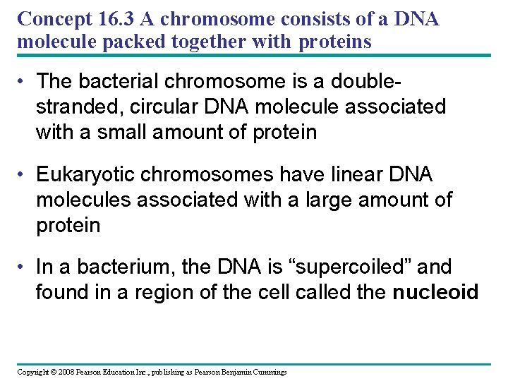 Concept 16. 3 A chromosome consists of a DNA molecule packed together with proteins