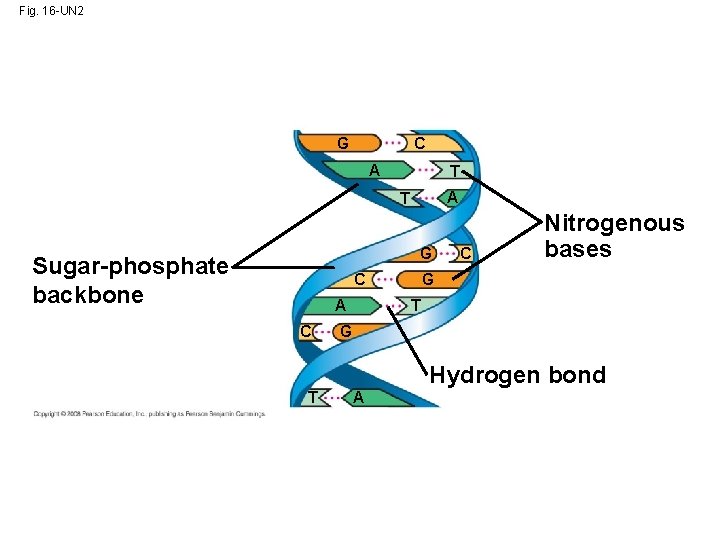 Fig. 16 -UN 2 G C A T G Sugar-phosphate backbone C A C