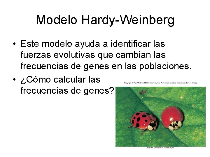 Modelo Hardy-Weinberg • Este modelo ayuda a identificar las fuerzas evolutivas que cambian las