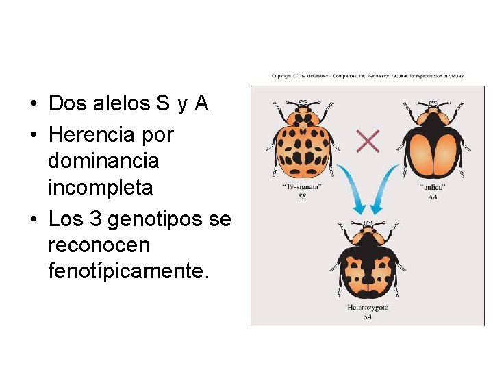  • Dos alelos S y A • Herencia por dominancia incompleta • Los