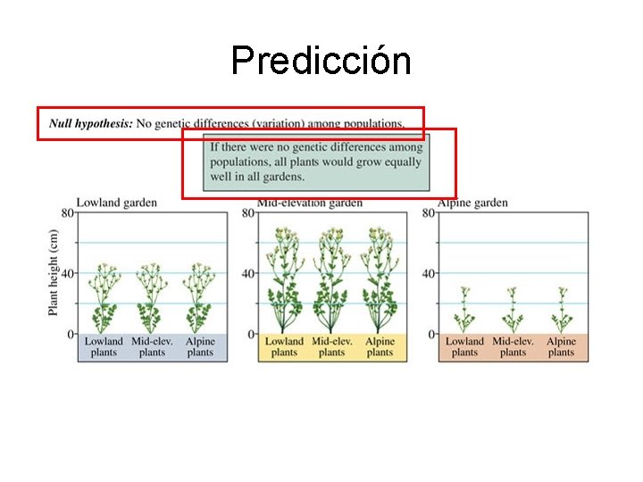 Predicción 