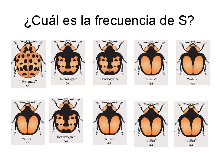 ¿Cuál es la frecuencia de S? 