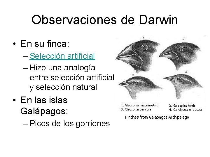 Observaciones de Darwin • En su finca: – Selección artificial – Hizo una analogía