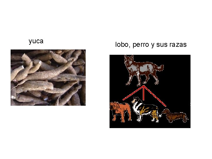 yuca lobo, perro y sus razas 