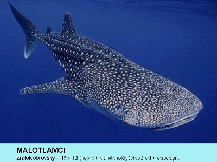 MALOTLAMCI Žralok obrovský – 18 m, 12 t (nejv. p. ), planktonofág (přes ž.