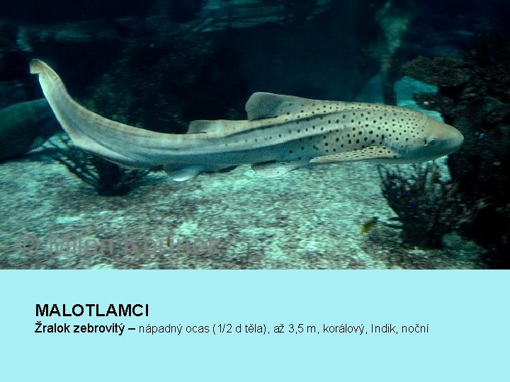 MALOTLAMCI Žralok zebrovitý – nápadný ocas (1/2 d těla), až 3, 5 m, korálový,