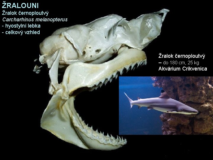 ŽRALOUNI Žralok černoploutvý Carcharhinus melanopterus - hyostylní lebka - celkový vzhled Žralok černoploutvý –