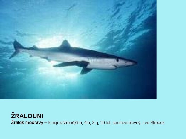 ŽRALOUNI Žralok modravý – k nejrozšířenějším, 4 m, 3 q, 20 let, sportovnělovný, i