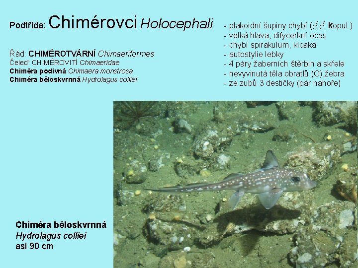 Podtřída: Chimérovci Holocephali Řád: CHIMÉROTVÁRNÍ Chimaeriformes Čeleď: CHIMÉROVITÍ Chimaeridae Chiméra podivná Chimaera monstrosa Chiméra