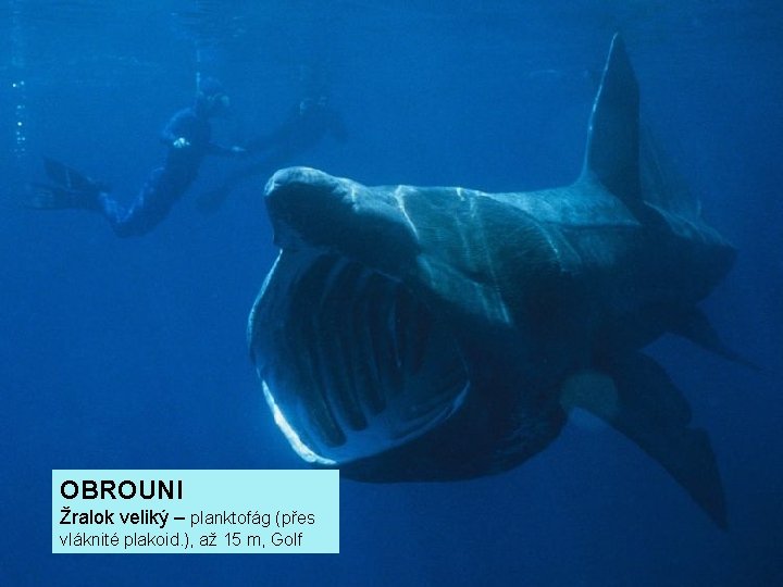 OBROUNI Žralok veliký – planktofág (přes vláknité plakoid. ), až 15 m, Golf 