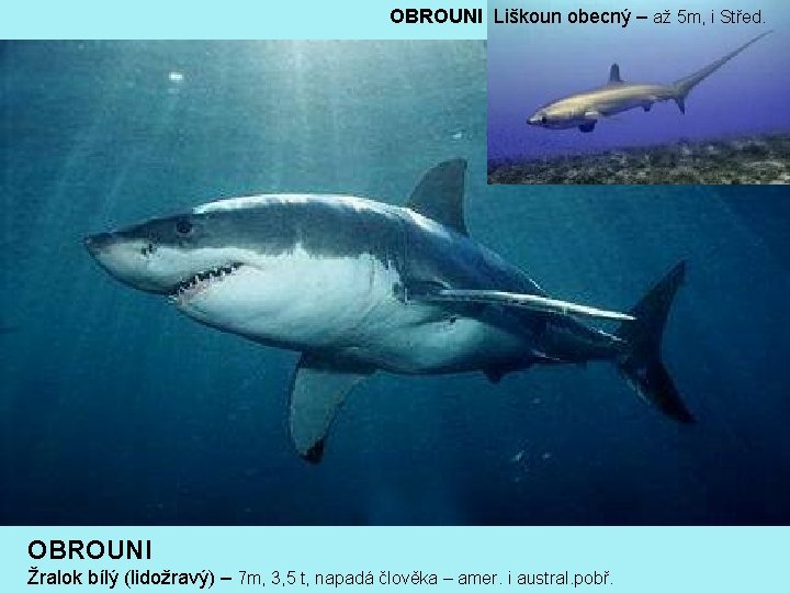 OBROUNI Liškoun obecný – až 5 m, i Střed. OBROUNI Žralok bílý (lidožravý) –