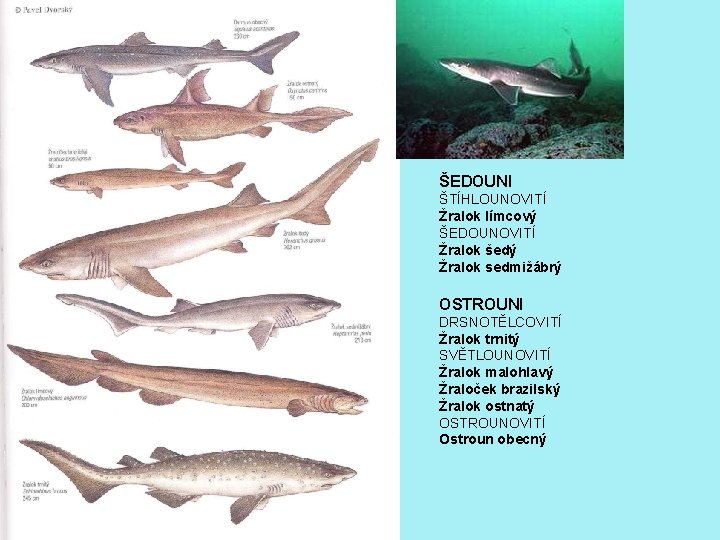 ŠEDOUNI ŠTÍHLOUNOVITÍ Žralok límcový ŠEDOUNOVITÍ Žralok šedý Žralok sedmižábrý OSTROUNI DRSNOTĚLCOVITÍ Žralok trnitý SVĚTLOUNOVITÍ