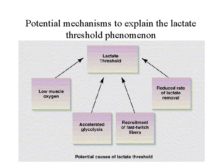 Potential mechanisms to explain the lactate threshold phenomenon 