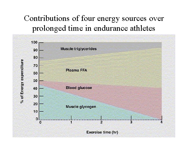 Contributions of four energy sources over prolonged time in endurance athletes 