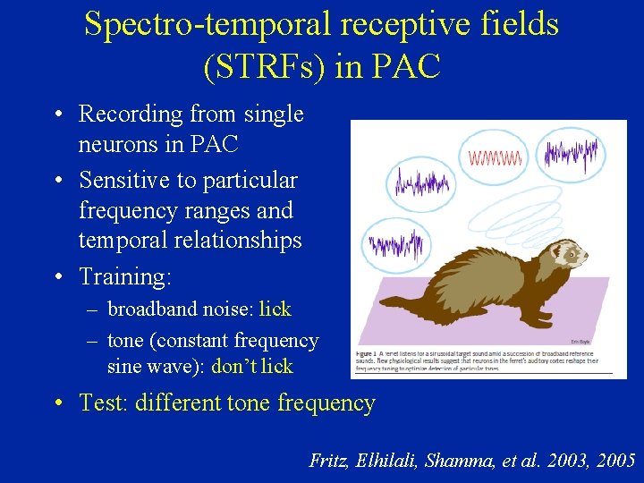 Spectro-temporal receptive fields (STRFs) in PAC • Recording from single neurons in PAC •