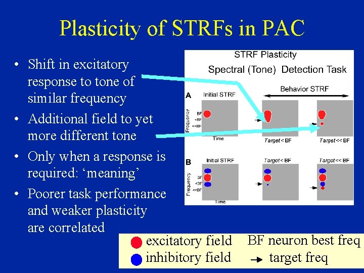 Plasticity of STRFs in PAC • Shift in excitatory response to tone of similar