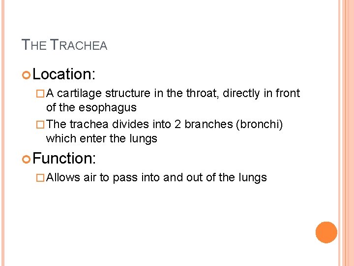 THE TRACHEA Location: �A cartilage structure in the throat, directly in front of the