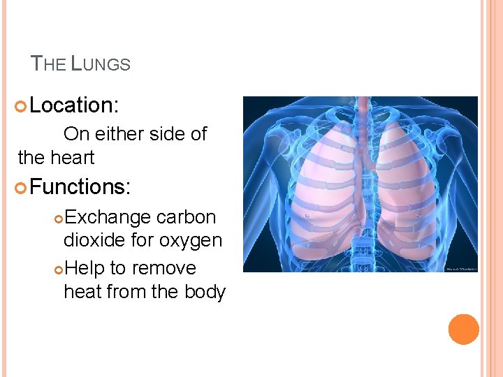 THE LUNGS Location: On either side of the heart Functions: Exchange carbon dioxide for