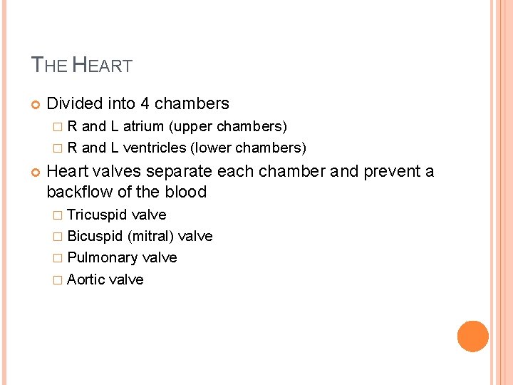 THE HEART Divided into 4 chambers �R and L atrium (upper chambers) � R