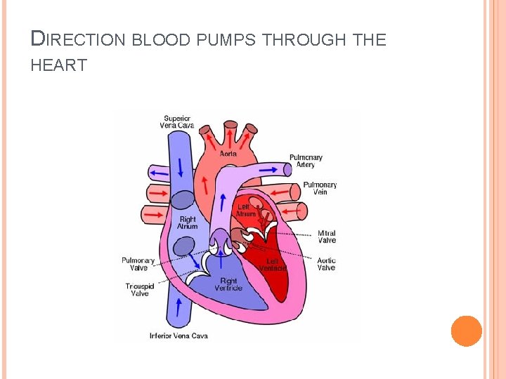 DIRECTION BLOOD PUMPS THROUGH THE HEART 