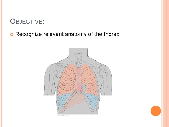 OBJECTIVE: Recognize relevant anatomy of the thorax 