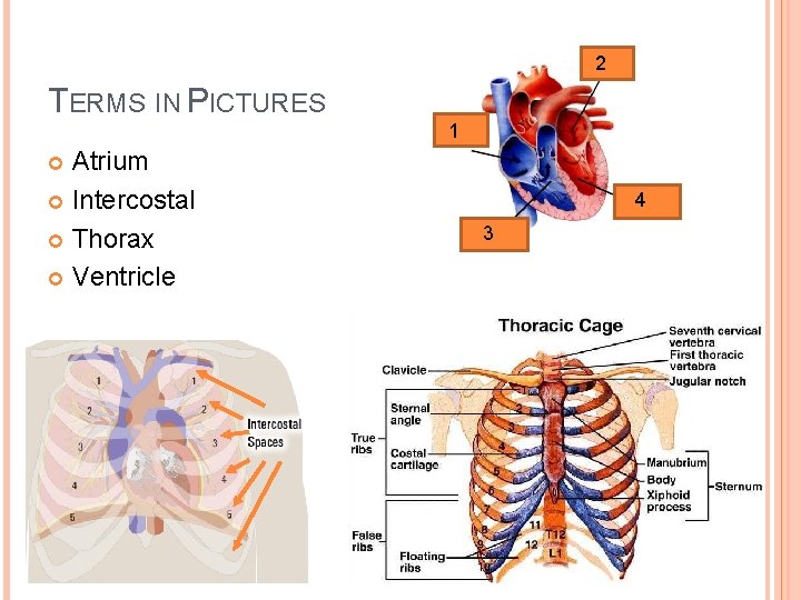 2 TERMS IN PICTURES 1 Atrium Intercostal Thorax Ventricle 4 3 