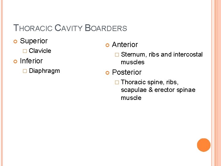 THORACIC CAVITY BOARDERS Superior � Clavicle � Sternum, Inferior � Diaphragm Anterior ribs and