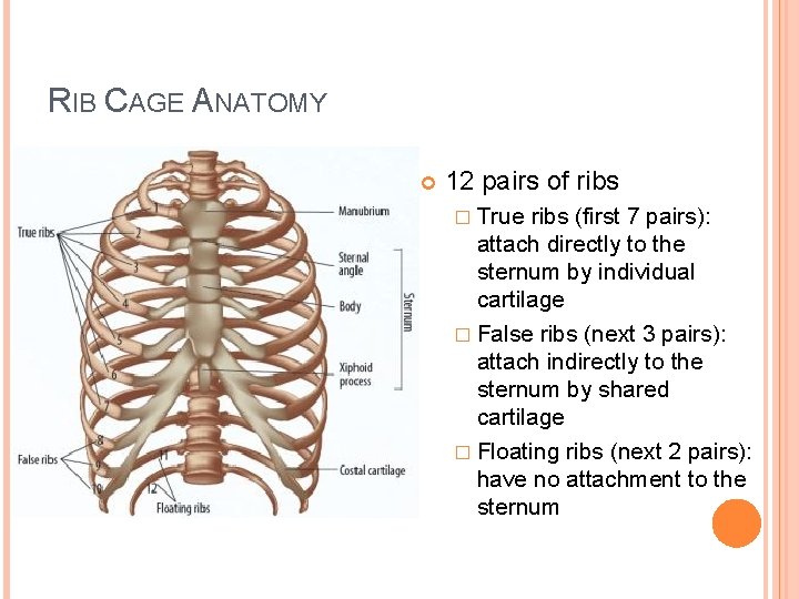 RIB CAGE ANATOMY 12 pairs of ribs � True ribs (first 7 pairs): attach