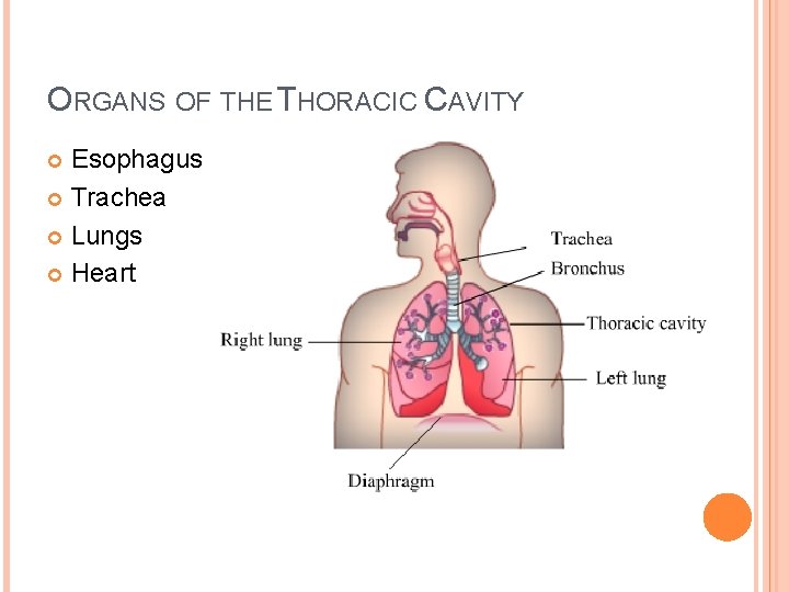 ORGANS OF THE THORACIC CAVITY Esophagus Trachea Lungs Heart 