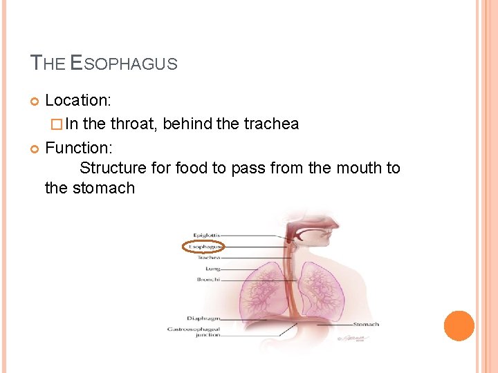 THE ESOPHAGUS Location: � In the throat, behind the trachea Function: Structure for food