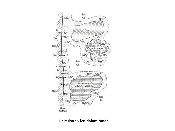 Pertukaran ion dalam tanah 