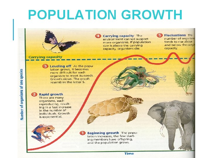 POPULATION GROWTH 