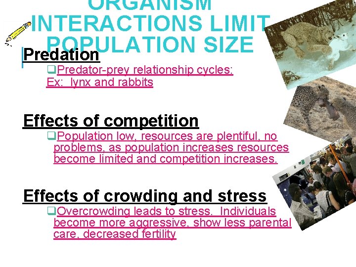 ORGANISM INTERACTIONS LIMIT POPULATION SIZE Predation q. Predator-prey relationship cycles: Ex: lynx and rabbits