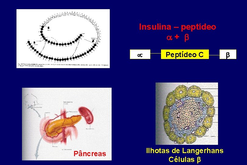 Insulina – peptídeo + Pâncreas Peptídeo C Ilhotas de Langerhans Células 