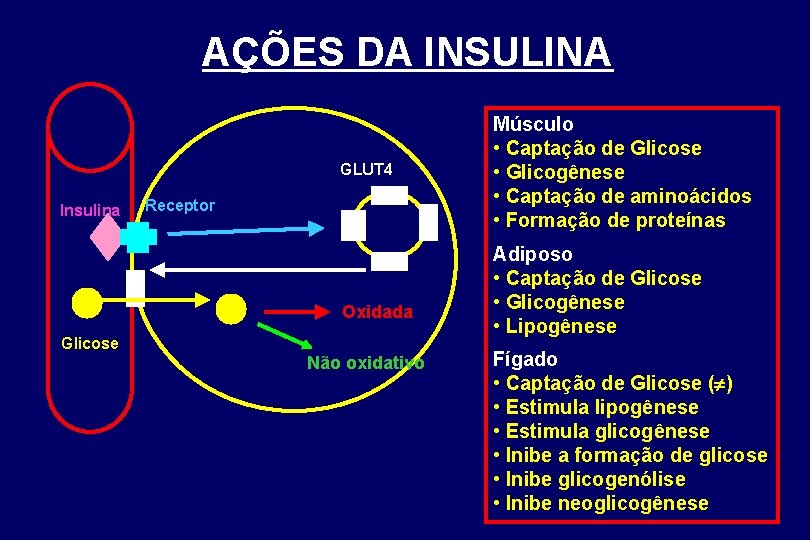 AÇÕES DA INSULINA GLUT 4 Insulina Receptor Oxidada Glicose Não oxidativo Músculo • Captação