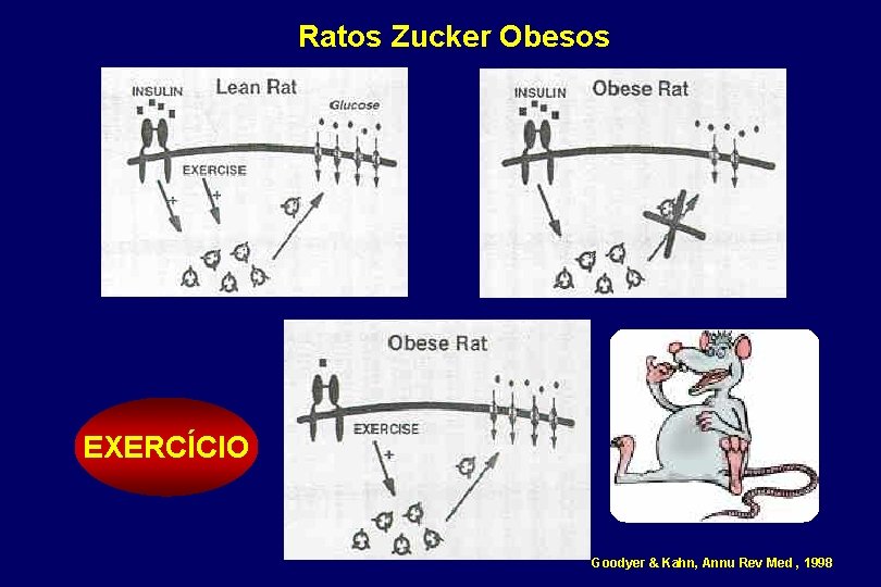 Ratos Zucker Obesos EXERCÍCIO Goodyer & Kahn, Annu Rev Med , 1998 