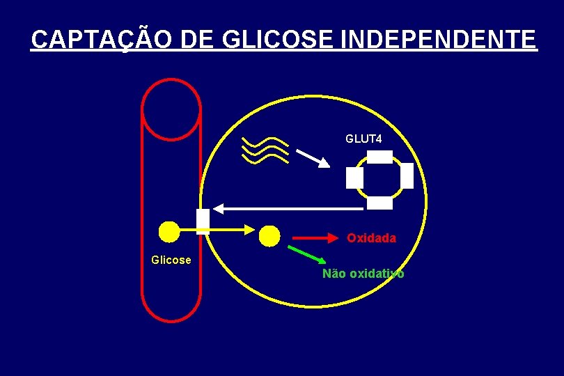 CAPTAÇÃO DE GLICOSE INDEPENDENTE GLUT 4 Oxidada Glicose Não oxidativo 