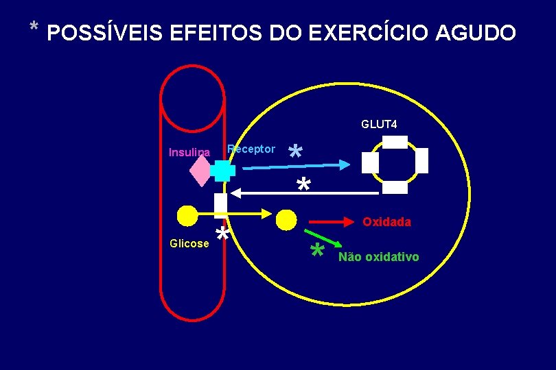 * POSSÍVEIS EFEITOS DO EXERCÍCIO AGUDO GLUT 4 Insulina Glicose Receptor * * *