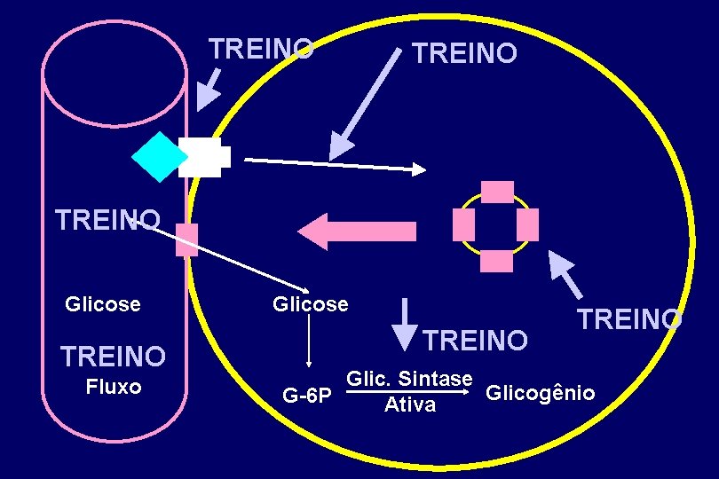 TREINO Glicose TREINO Fluxo Glicose TREINO Glic. Sintase Glicogênio G-6 P Ativa 
