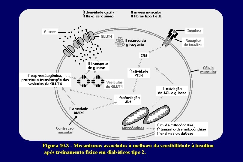 Figura 10. 3 - Mecanismos associados à melhora da sensibilidade à insulina após treinamento