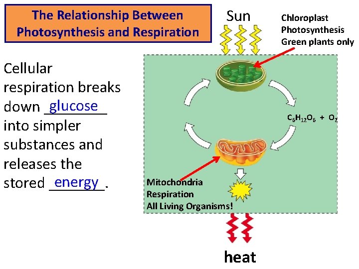 The Relationship Between Photosynthesis and Respiration Cellular respiration breaks glucose down ____ into simpler