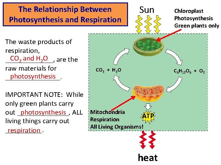 The Relationship Between Photosynthesis and Respiration The waste products of respiration, CO 2 and