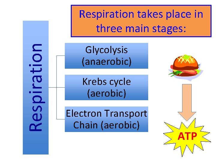 Respiration takes place in three main stages: Glycolysis (anaerobic) Krebs cycle (aerobic) Electron Transport