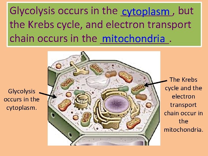 Glycolysis occurs in the _____, but cytoplasm the Krebs cycle, and electron transport chain