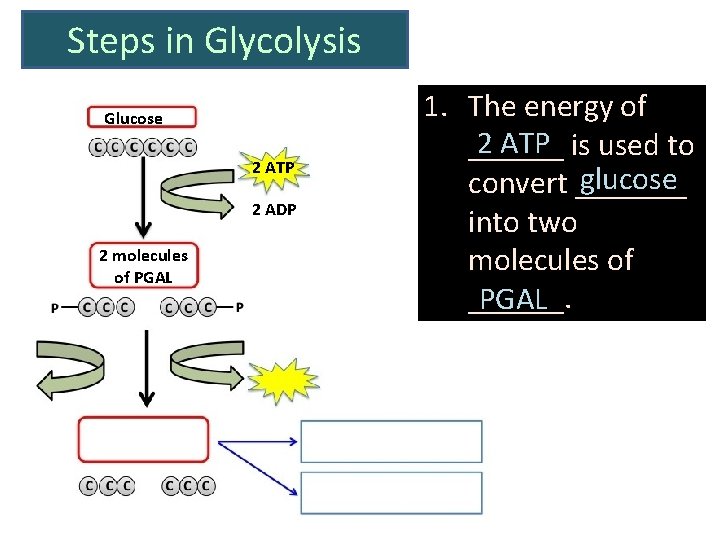 Steps in Glycolysis Glucose 2 ATP 2 ADP 2 molecules of PGAL 1. The